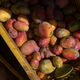 Mangoes are piled in a box after harvest on a farm in the desert just outside of Egypt's Nile Delta.